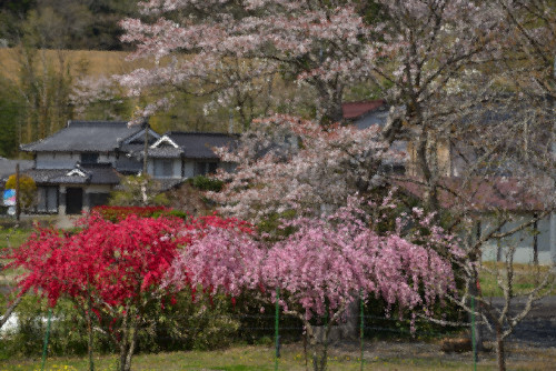 臨時：周匝D№4